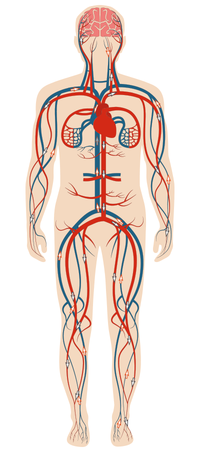 Les varices et leurs complications